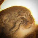 manul-explorer avatar