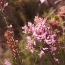 many-eyed-tree avatar