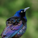 many-gay-magpies avatar