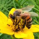 manyswarmsofbees avatar