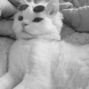 mapleowlsyrup avatar