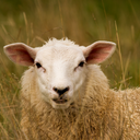 maplesheep avatar