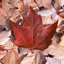 mapleshots-and-coffeepots avatar