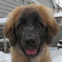 mapletheleonberger avatar