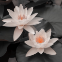 maraudersgirlsprompts avatar