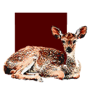 maraudoe avatar
