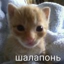 marblechicken avatar