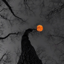 marcelromania avatar