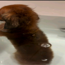 marchingbandandy avatar