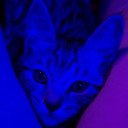 marcosaoddone avatar