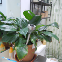 marcusthelily avatar