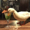 margaritaduck avatar