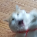 marginal-notes avatar