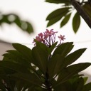 margopinkerton avatar