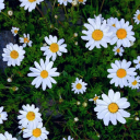 mariamlightwombat avatar