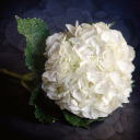 mariammmmmmariam avatar