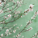 mariamyalhosani avatar