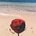 mariatintea12 avatar