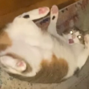 marie-and-cake avatar