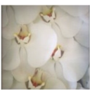 marielahinojos avatar