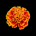 marigold1245 avatar