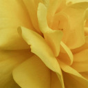 marigoldreamer avatar