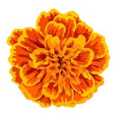 marigolds-and-honey avatar