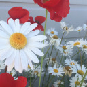 marinapiper897 avatar