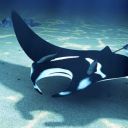 marinebiofreak247 avatar