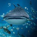 marinebiology-offical avatar