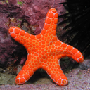 marineexplorer avatar