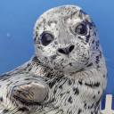 marinemammalrescue avatar