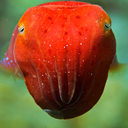 marinemarauder avatar