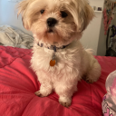 marinettemiraculousladybug avatar