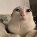 marinkapopkot avatar