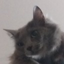 mario-sin-0-s avatar