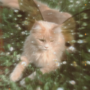 mariposa-de-la-luna avatar