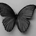 mariposabisexual avatar