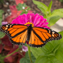 mariposabutch avatar