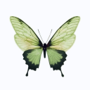 mariposamoods avatar