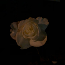 mariposapurpura avatar