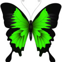 mariposasmetamorphosis avatar