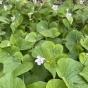 marlovestrees avatar