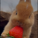 marmalade-and-daisies avatar