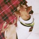 marriedtothem00n avatar