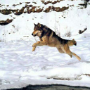 marshallfluff avatar