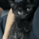 marshmallowafu avatar