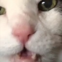 marshmallowfudgeup avatar