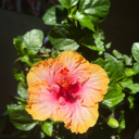 marshmallowmaleficent avatar