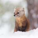 martenthemarten avatar